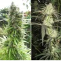 Cannabis seeds Pamir Gold® from Dutch Passion
